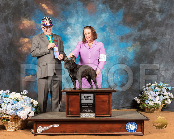 French Bulldog #43 Sat NCh Maj Judge Johnny R Shoemaker_SSR_8798-GlnRse19-HR3