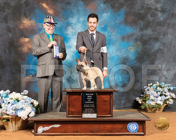 French Bulldog #66 Sat BOW Maj Judge Johnny R Shoemaker_SSR_8792-GlnRse19-HR3