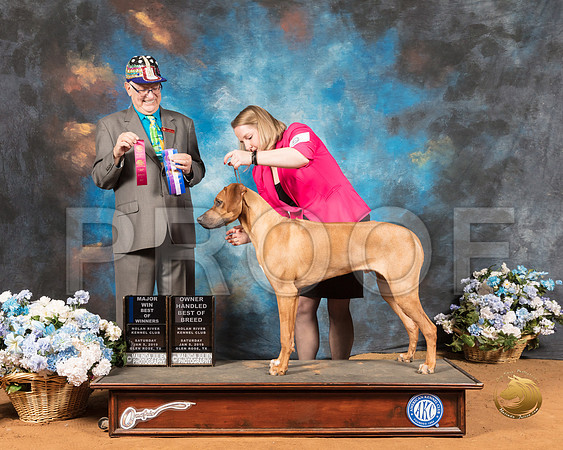 Rhodesian Ridgeback #9 Sat BOW Maj OHBOB Judge Johnny R Shoemaker_SSR_8805-GlnRse19-HR3