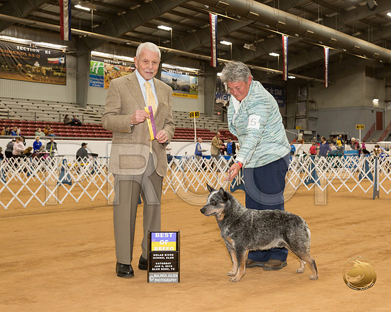Australian Cattle Dog #15 Sat Judge Robert Stein__CL_3938-GlnRse19-HR3