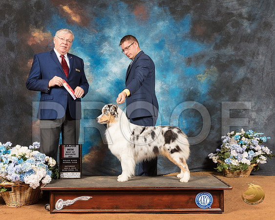 Australian Shepherd #18 BOS Maj Judge Vern A Harvey_SSR_8849-GlnRse19-HR3