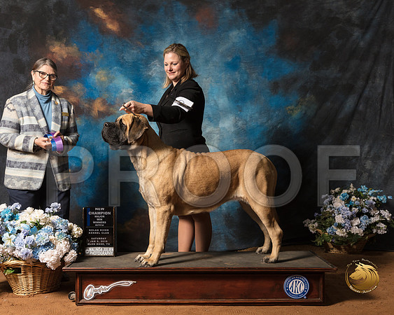 Mastiff #12 Sat WB NCh Judge Cathy De La Garza_SSR_8824-GlnRse19-HR3