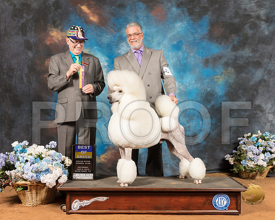 Poodle Standard #15 Sat BOB Judge Johnny Shoemaker_SSR_8885-GlnRse19-HR3
