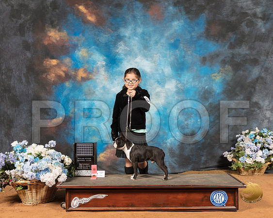 Boston Terrier #J7 Sat_SSR_8864-GlnRse19-HR3