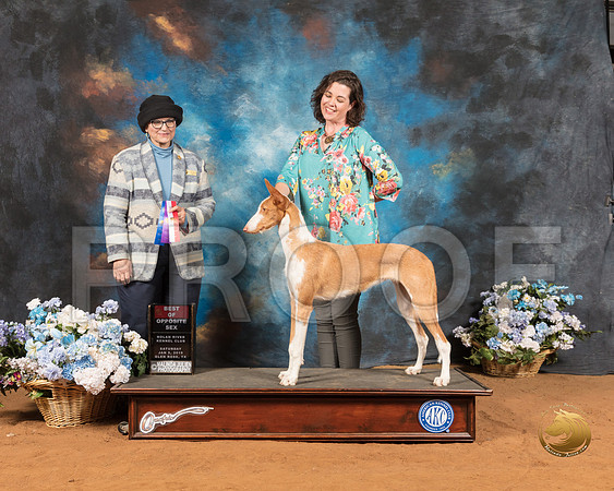 Ibizan Hound #10 Sat WB BOS Judge Cathy De La Garza_SSR_8964-GlnRse19-HR3