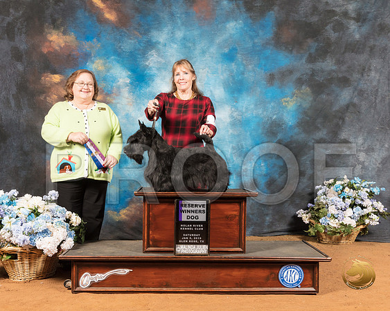 Scottish Terrier #5 Sat RWD Judge Ann Roth_SSR_8891-GlnRse19-HR3