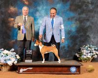 Basenji #12 Sat BOB Judge Eric Liebes