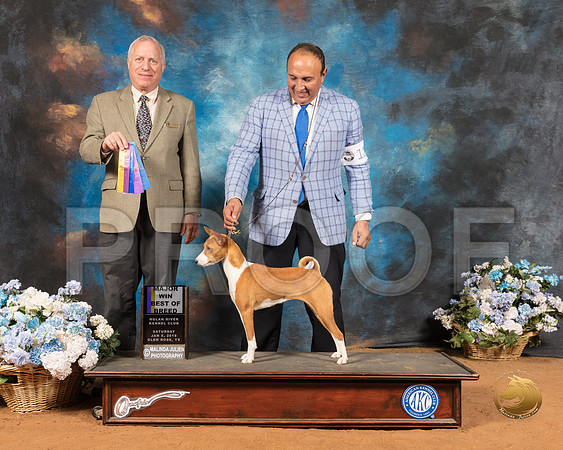 Basenji #12 Sat BOB Judge Eric Liebes_SSR_9101-GlnRse19-HR3