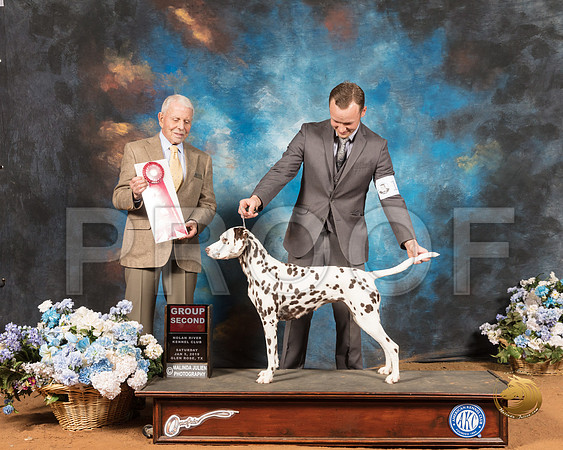 Dalmatian #18 Sat G2 Judge Robert Stein_SSR_9157-GlnRse19-HR3