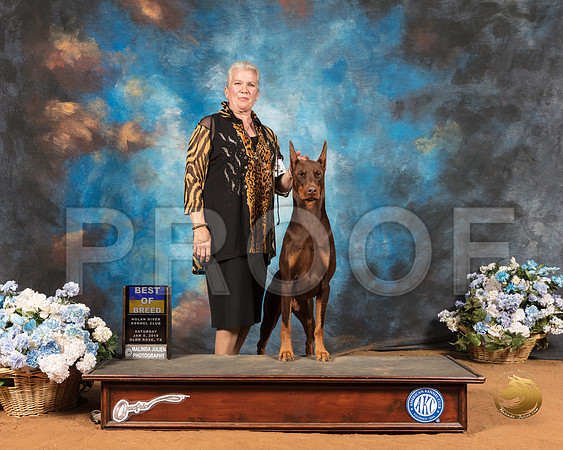 Doberman Pinscher #5 Sat BOB Judge Cathy De La Garza_SSR_9126-GlnRse19-HR3