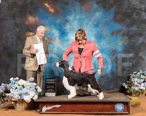 English Springer Spaniel #10 Sat G4 Judge Robert Stein_SSR_9163-GlnRse19-HR3