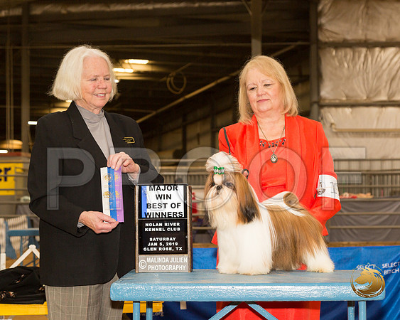Shih Tzu #11 Sat BOW Maj Judge Carolyn Alexander__CL_3957-GlnRse19-HR3