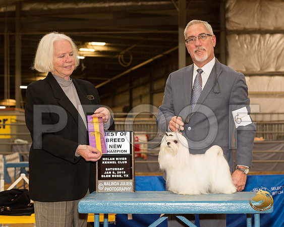 Maltese #6 Sat BOB NCh Judge Carolyn Alexander__CL_3954-GlnRse19-HR3