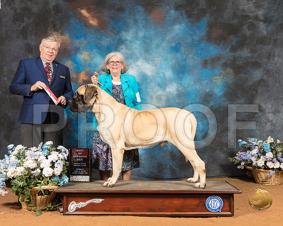 Mastiff #9 Sun BOS Judge Vern Harvey_SSR_9232-GlnRse19-HR3
