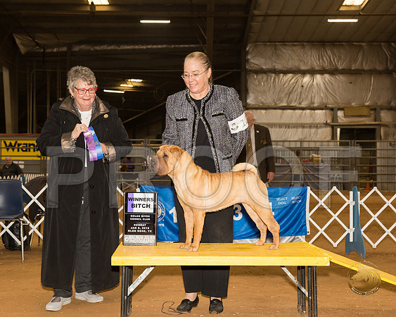 Chinese Shar Pei #12 Sun WB Judge Carolyn Taylor__CL_3959-GlnRse19-HR3