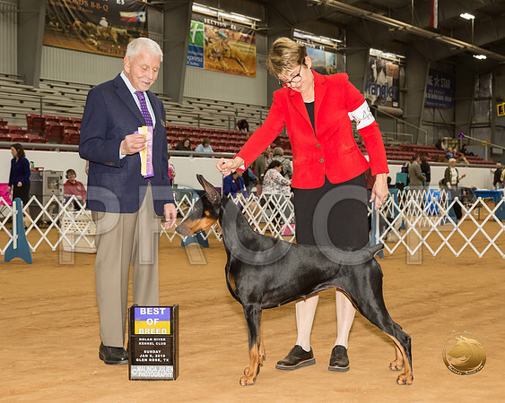 Doberman Pinscher #46 Sun BOB Judge Robert Stein__CL_3969-GlnRse19-HR3