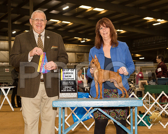 Miniature Pinscher #7 Sun BOB NCh Judge Merle Taylor__CL_3981-GlnRse19-HR3
