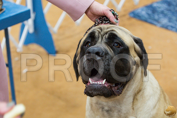 Mastiff #28 SUN Courtney Dieckman_JJJ_2281_GLNRSE19-HR3