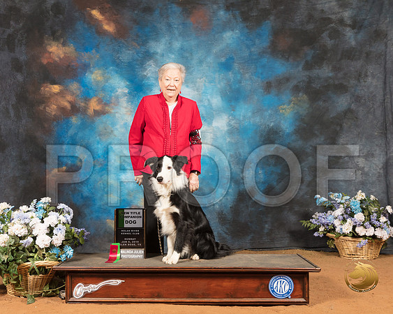 Border Collie #86 Sun New CD_SSR_9248-GlnRse19-HR3