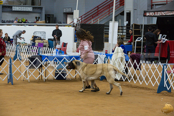 Mastiff #28 SUN Courtney Dieckman_JJJ_2288_GLNRSE19-HR3