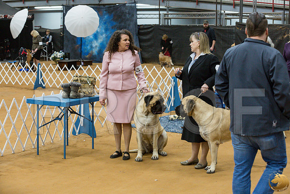 Mastiff #28 SUN Courtney Dieckman_JJJ_2275_GLNRSE19-HR3