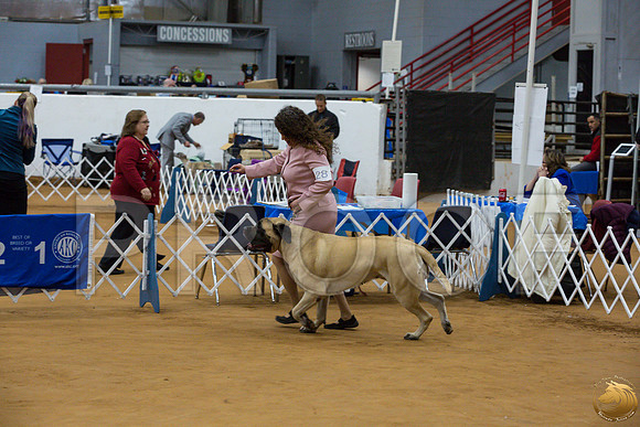 Mastiff #28 SUN Courtney Dieckman_JJJ_2289_GLNRSE19-HR3