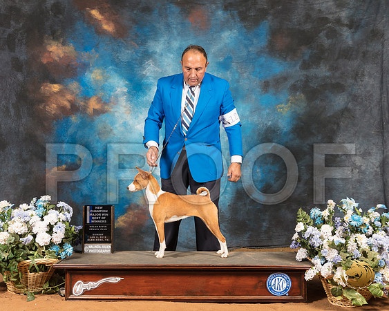 Basenji #12 Sun NCh_SSR_9253-GlnRse19-HR3