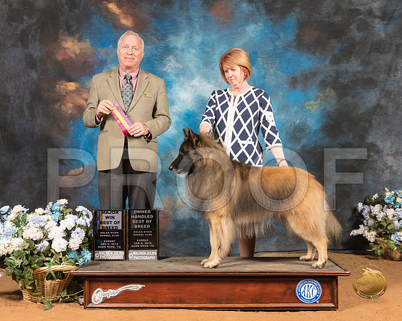 Belgian Tervuren #7 Sun BOB OHBOB Judge Dr Eric Liebes_SSR_9309-GlnRse19-HR3