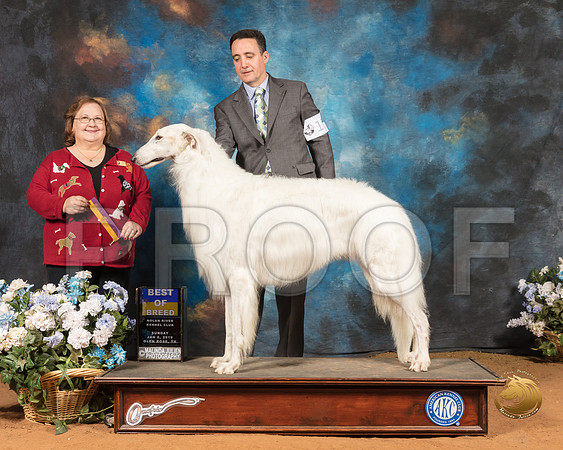 Borzoi #17 Sun BOB Judge Ann Roth_SSR_9272-GlnRse19-HR3