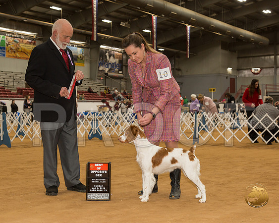 Brittany #10 Sun BOS Judge Sam Houston McDonald__CL_3995-GlnRse19-HR3
