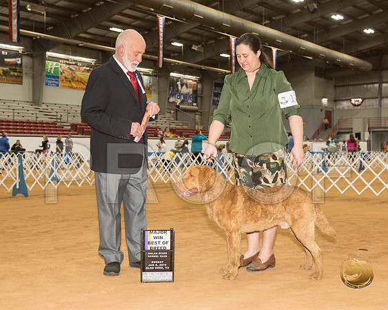 Chesapeake Bay Retriever Sun #11 Maj BOB Judge Dr Eric Liebes__CL_4032-GlnRse19-HR3