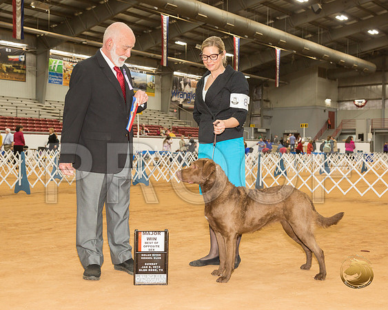 Chesapeake Bay Retriever Sun BOS Maj Judge Dr Eric Liebes__CL_4029-GlnRse19-HR3