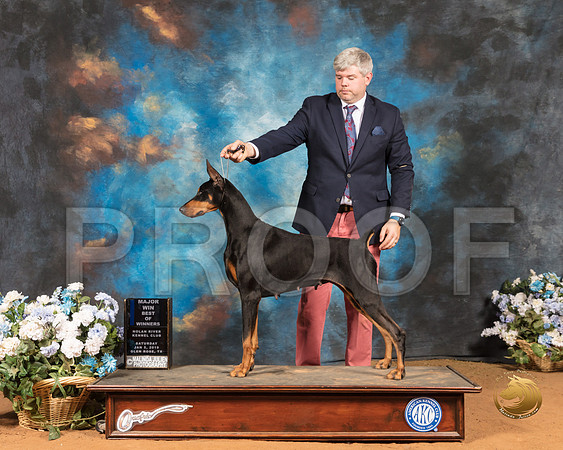 Doberman Pinscher #42 SAT BOW Maj Judge Cathy De La Garza_SSR_9318-GlnRse19-HR3