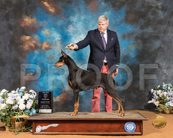 Doberman Pinscher #42 SAT BOW Maj Judge Cathy De La Garza_SSR_9320-GlnRse19-HR3