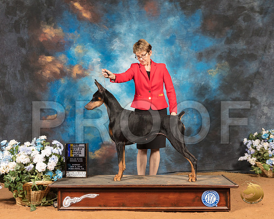 Doberman Pinscher #46 Sun BOB NCh_SSR_9314-GlnRse19-HR3