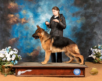 German Shepherd Dog Rachael Rhodes