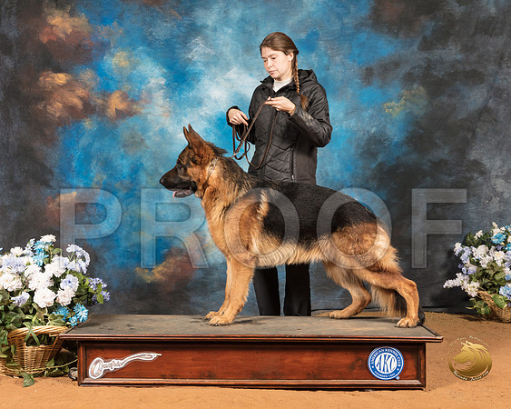 German Shepherd Dog Rachael Rhodes_SSR_9303-GlnRse19-HR3