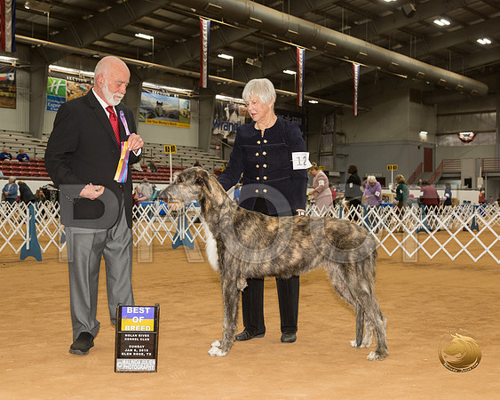 Irish Wolfhound #12 Sun BOB Judge Sam Houston McDonald__CL_3988-GlnRse19-HR3