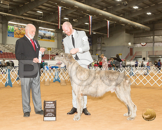 Irish Wolfhound #17 Sun NGr Judge Sam Houston McDonald__CL_3990-GlnRse19-HR3