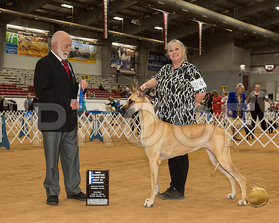 Great Dane #24 Sun BOW Maj NCh Judge Sam Houston McDonald__CL_3997-GlnRse19-HR3