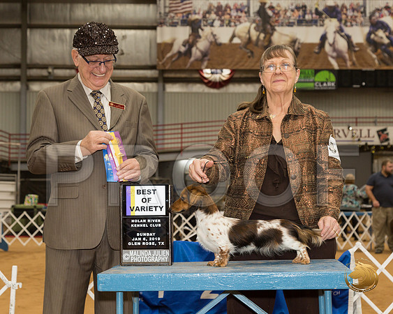 Dachshund #14 Sun BOV Judge Johnny Shoemaker__CL_4026-GlnRse19-HR3