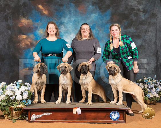 Mastiff Puppies Courtney Dieckman_SSR_9255-GlnRse19-HR3