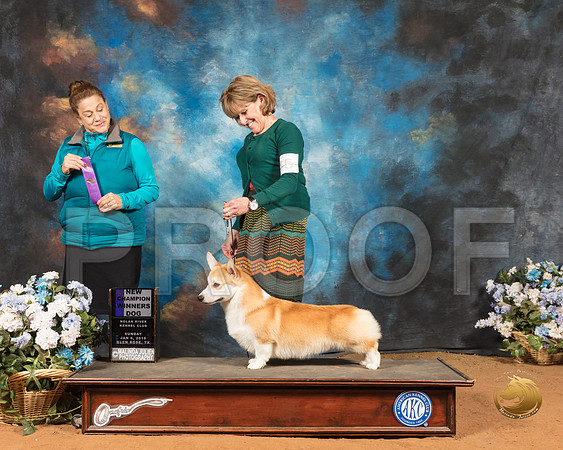 Pembroke Welsh Corgi Sun #45 Judge Joan Liebes_SSR_9268-GlnRse19-HR3