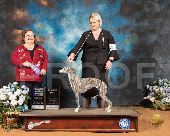 Whippet #12 Sun NCh Judge Ann Roth_SSR_9279-GlnRse19-HR3