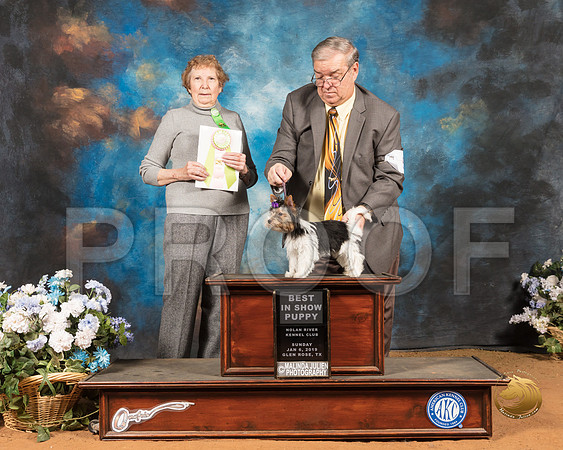Biewer Terrier #5 Sun PBIS Judge Laurie Telfair_SSR_9331-GlnRse19-HR3