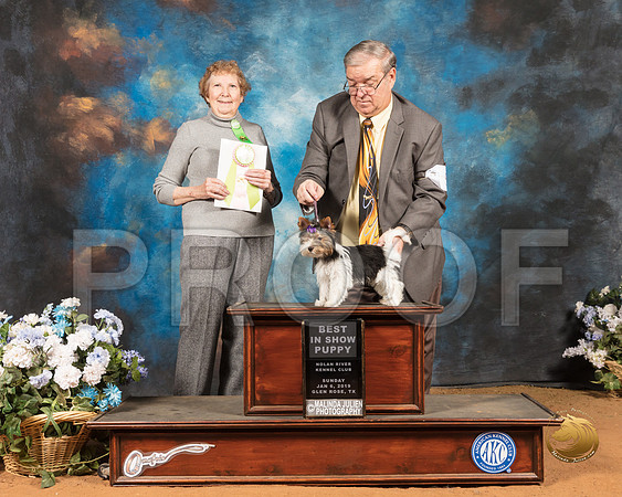 Biewer Terrier #5 Sun PBIS Judge Laurie Telfair_SSR_9333-GlnRse19-HR3