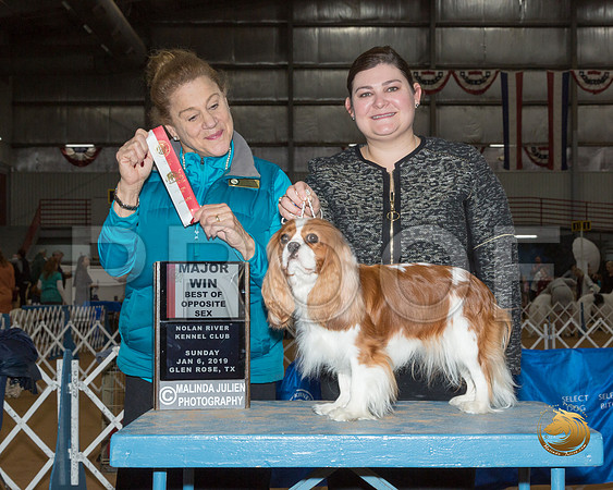 Cavalier King Charles Spaniel #16 Sun BOS Maj Judge Joan Liebes__ST_1112-GlnRse19-HR3