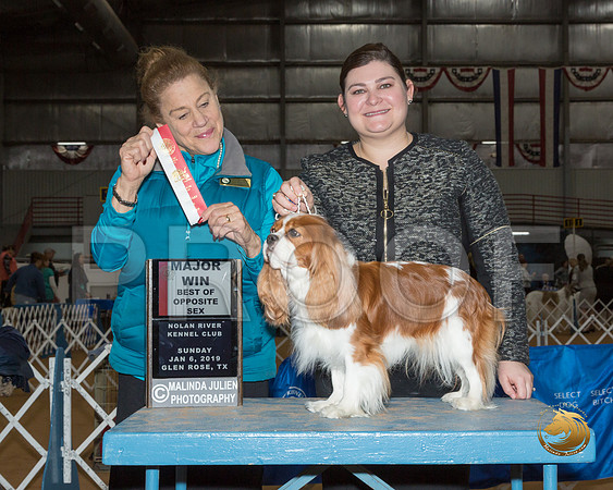 Cavalier King Charles Spaniel #16 Sun BOS Maj Judge Joan Liebes__ST_1114-GlnRse19-HR3