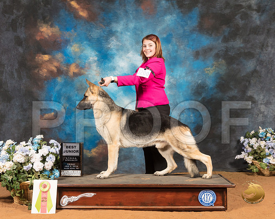 German Shepherd Dog #200 Fri _SSR_9338-GlnRse19-HR3