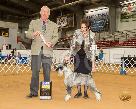 Schnauzer Standard #11 Sun BOB Judge Dr Eric Liebes__CL_4052-GlnRse19-HR3